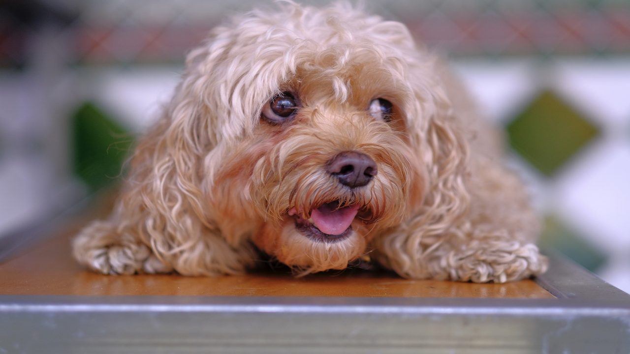Escritor Recomendado profundo Estereotipia en perros: causas, síntomas, diagnóstico y terapia de la  enfermedad - Vida con Mascotas ▷➡️