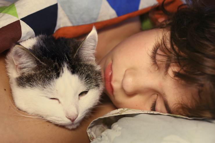 ¿Cómo se transmite la micosis de gato a niño? Micosis felina en niños