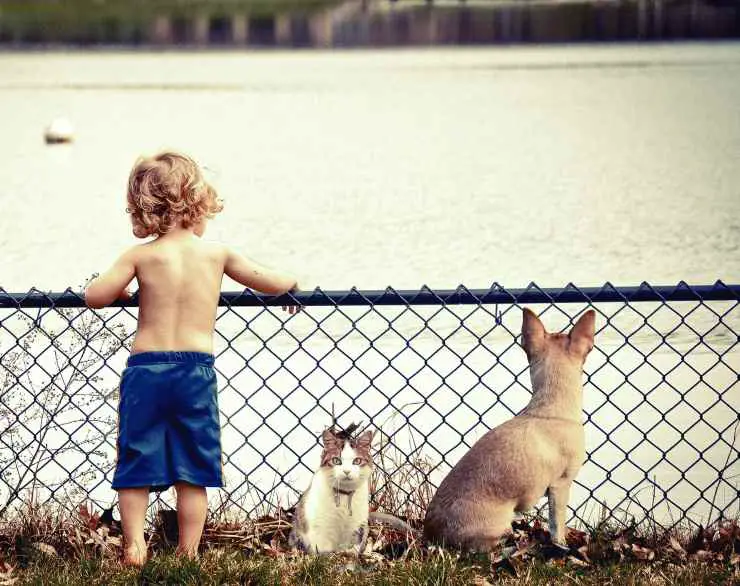 Niño y mascotas