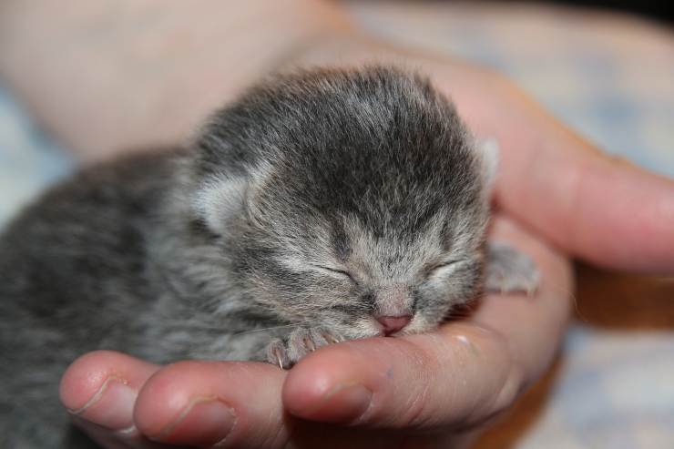 Gatito en la mano de un niño