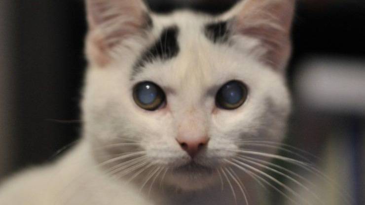ojo de gato catarata opaca ojos vidriosos