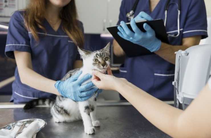 gato al veterinario
