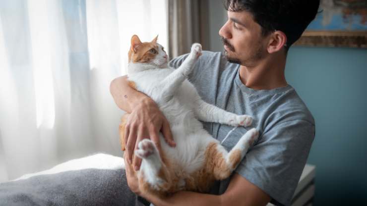 cómo enseñarle al gato la palabra no