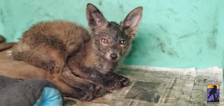 Cachorro Fox Tar Pensilvania
