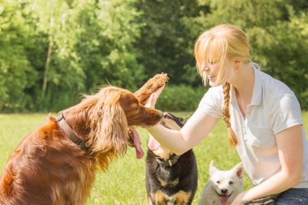 Técnicas de adiestramiento canino: técnicas basadas en la etología canina