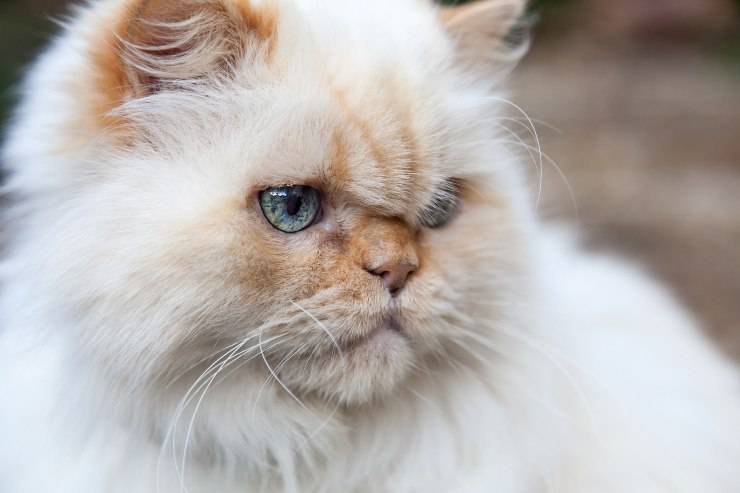 himalayano