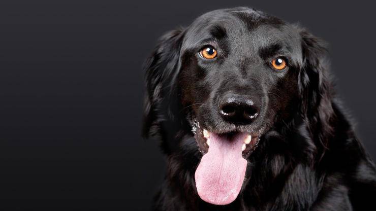 perro negro (Foto Pixabay)