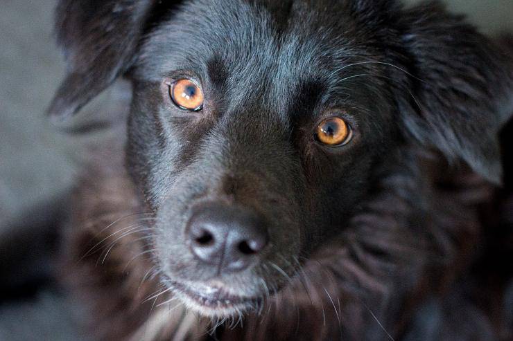 Perro mirándonos