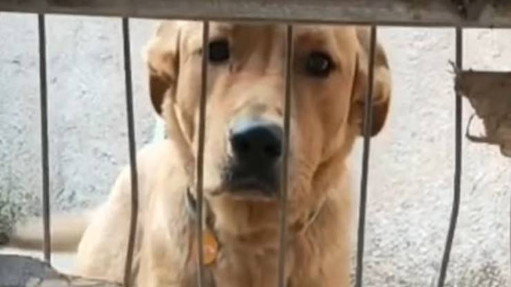 Pacho Dog New Life