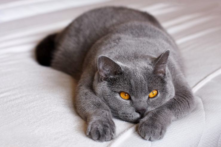 Gato descansa