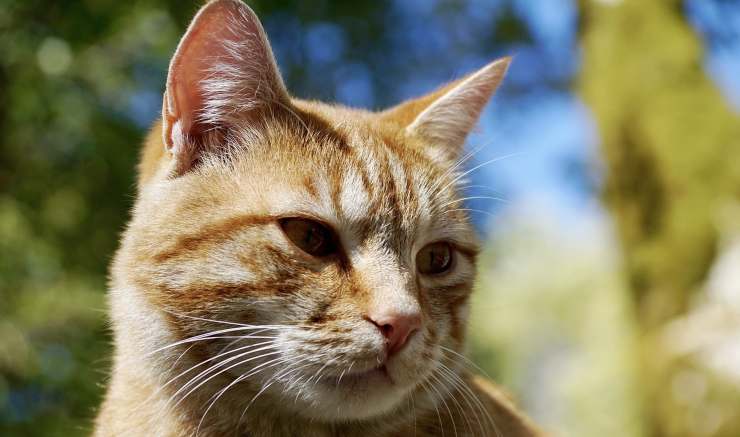 etapas de la vida del gato