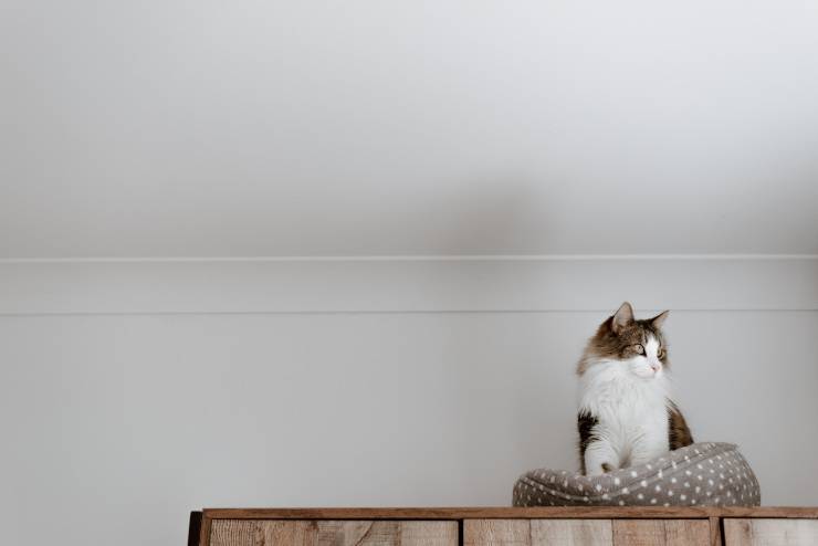 etapas de la vida del gato