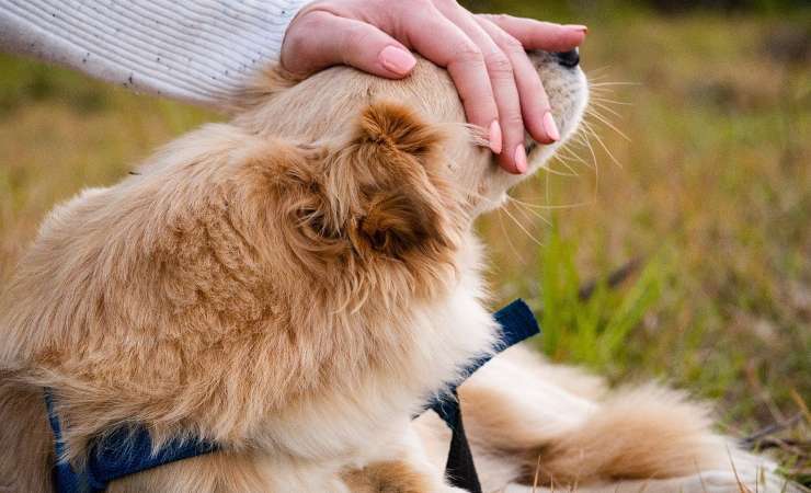 Acariciar al perro (Foto Pixabay)