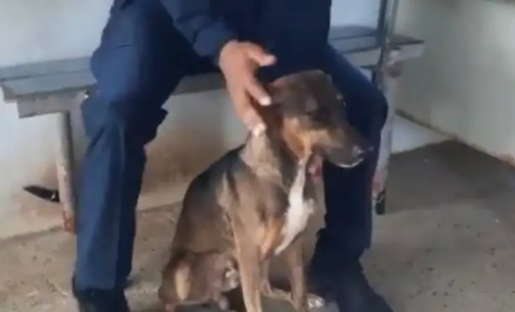 Los presos del cartero de la prisión del perro