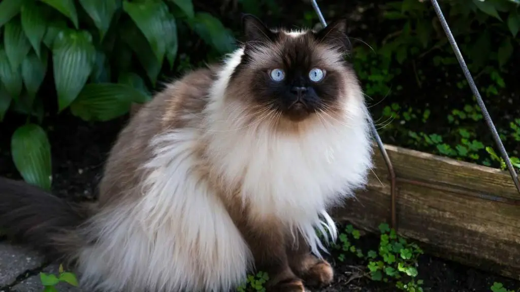 Adoptar un gato del Himalaya: carácter, estilo de vida, dueño ideal
