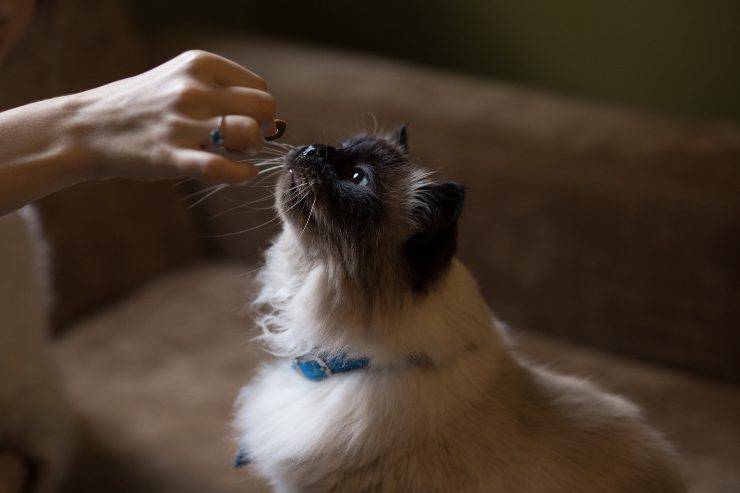 Salud del gato del Himalaya