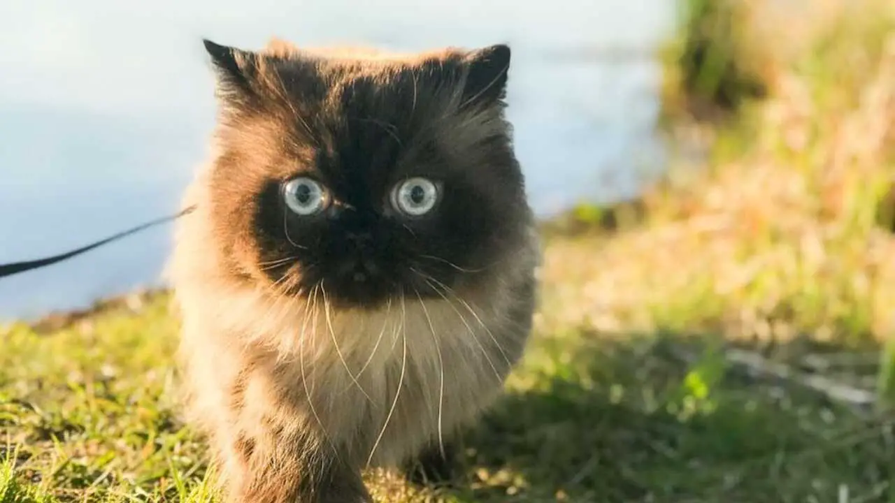 differenza himalayano ragdoll