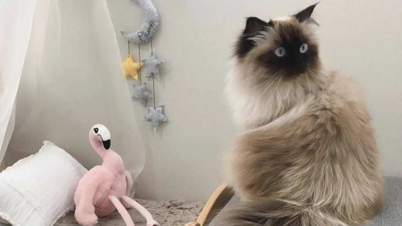 Salud del gato del Himalaya