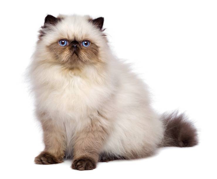 Salud del gato del Himalaya