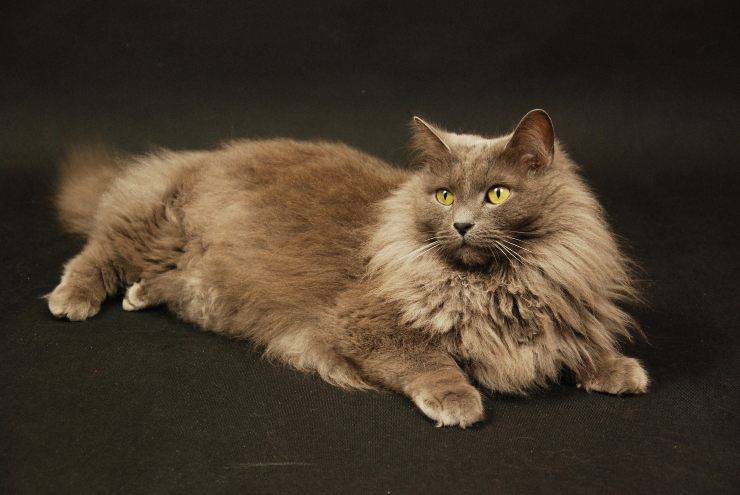 nebelung