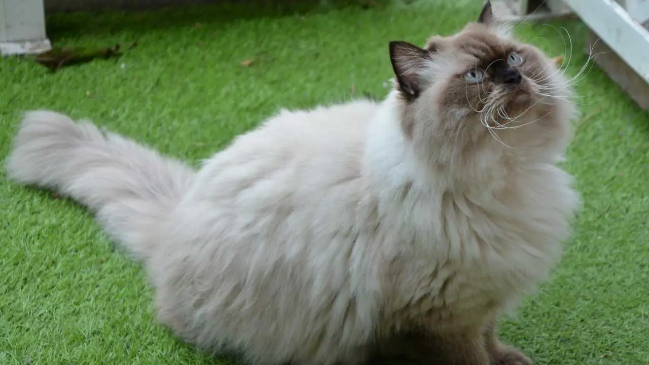 cuidado del gato himalayo