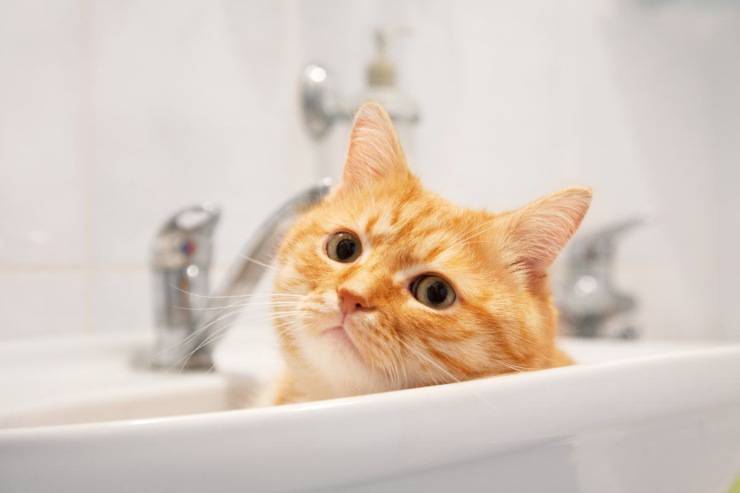 felino en el fregadero