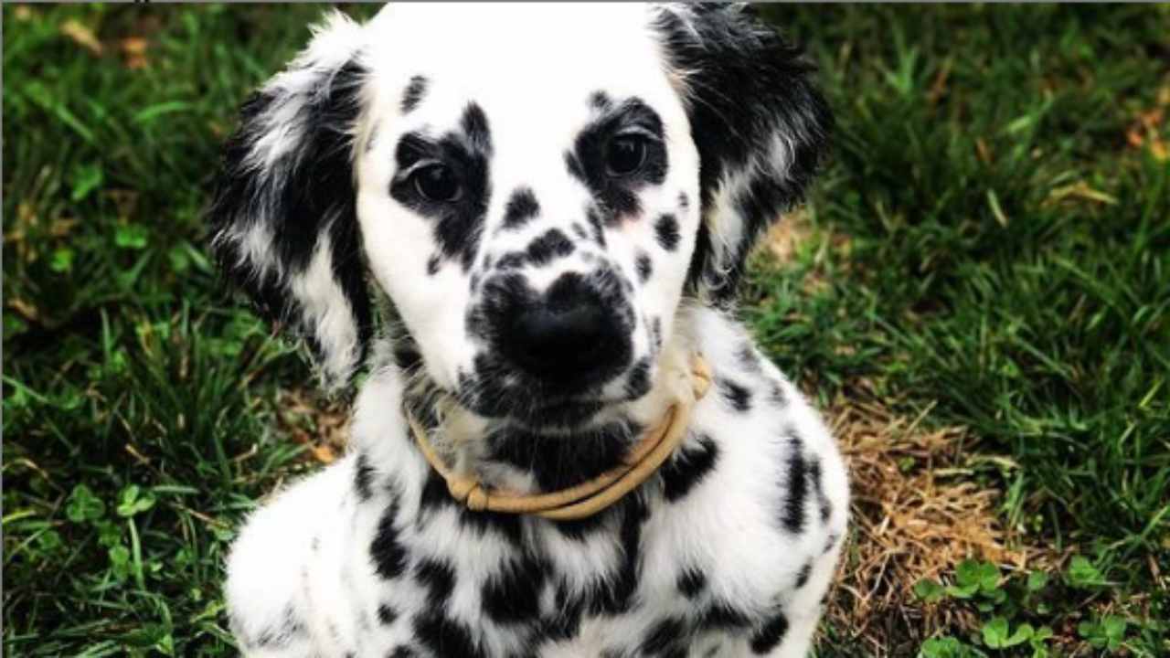 El perro más querido por Tik Tok: se llama Oakley y ha conquistado la web -  Vida con Mascotas ▷➡️