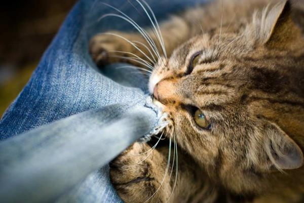 Por que el gato hace pasta y muerde - síndrome de pica