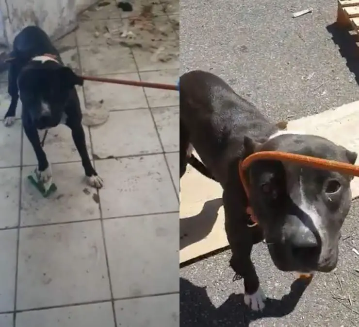 perro llora almacén en desuso