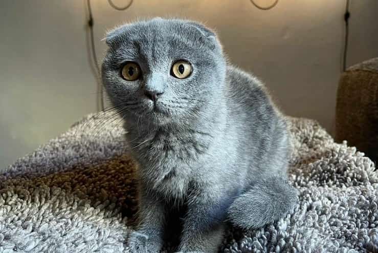 Priscilla la gata de Tommaso Zorzi (foto de Instagram)