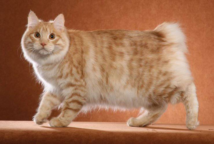 Razas de gatos menos conocidas