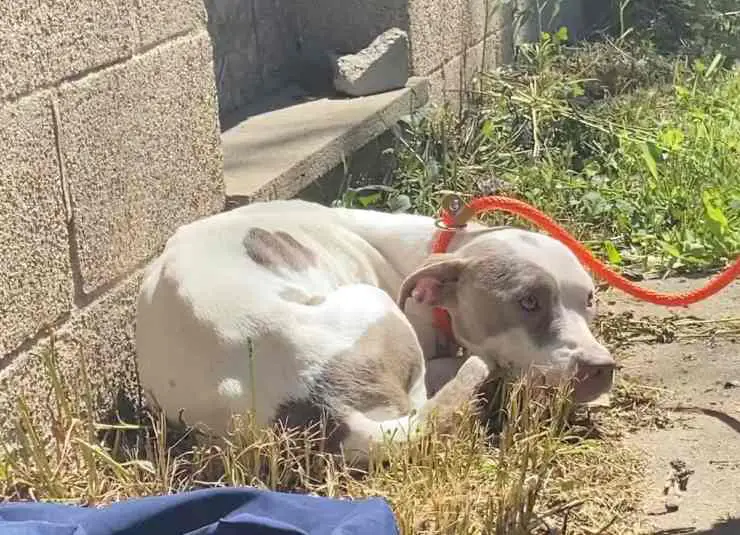 perro acurrucarse edificio