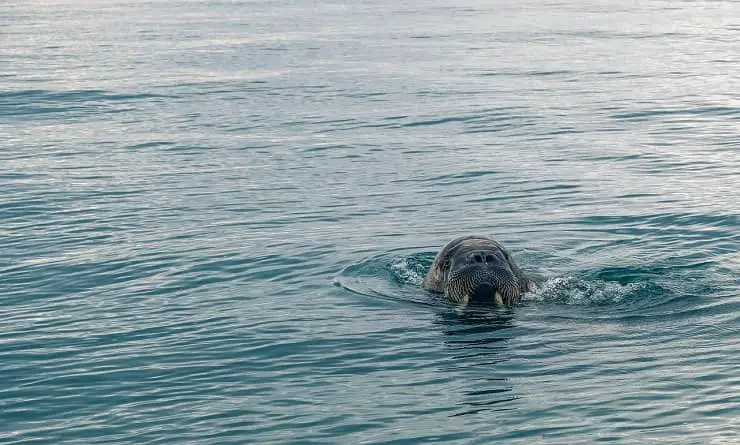 animales que viven en el océano atlántico
