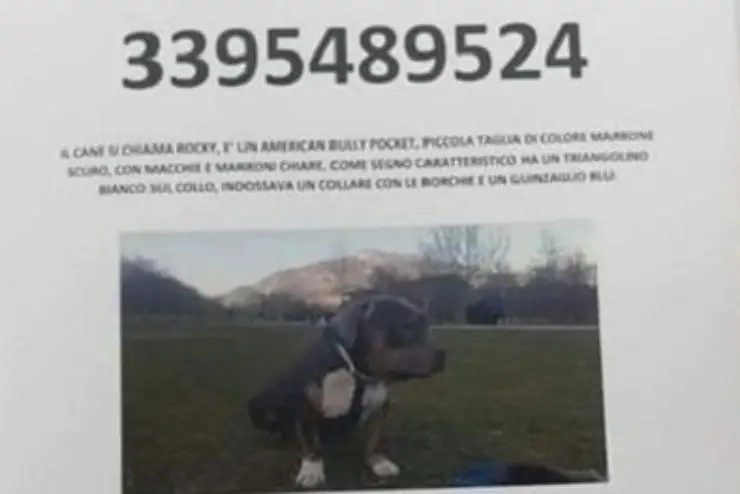 Perro robado de Rocky Thieves