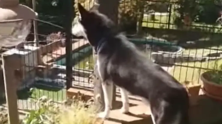 Perro Sean canta nueva familia