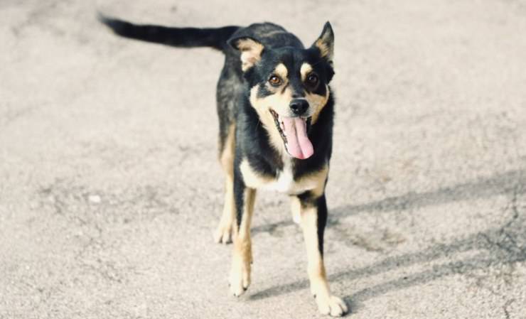 Krill Dog busca hogar