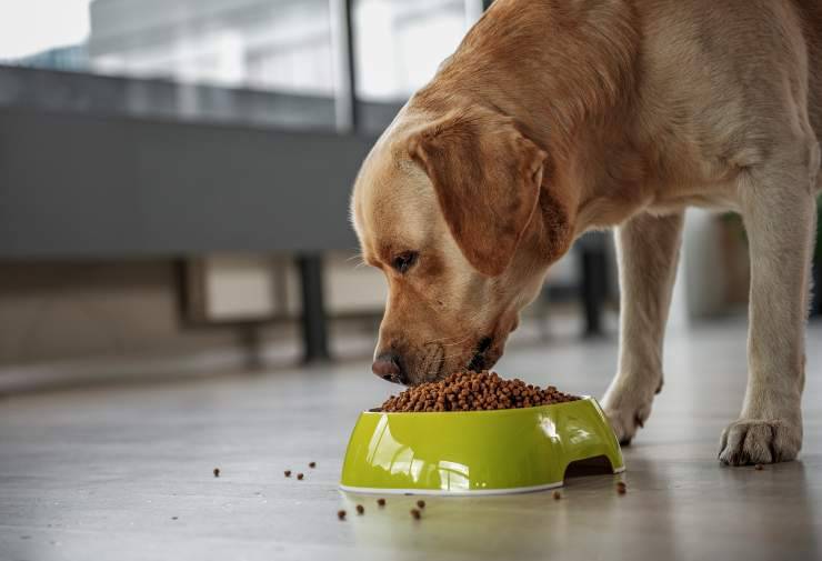 hormigas en el plato del perro