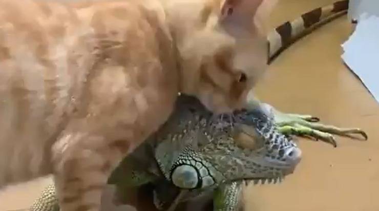 Video de amistad de gato iguana