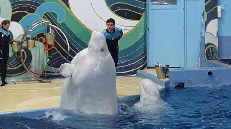 Beluga en la bañera (Foto Facebook)