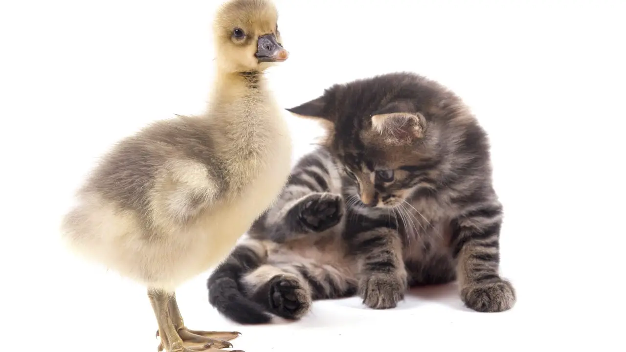 gato ganso cohabitación gato ganso