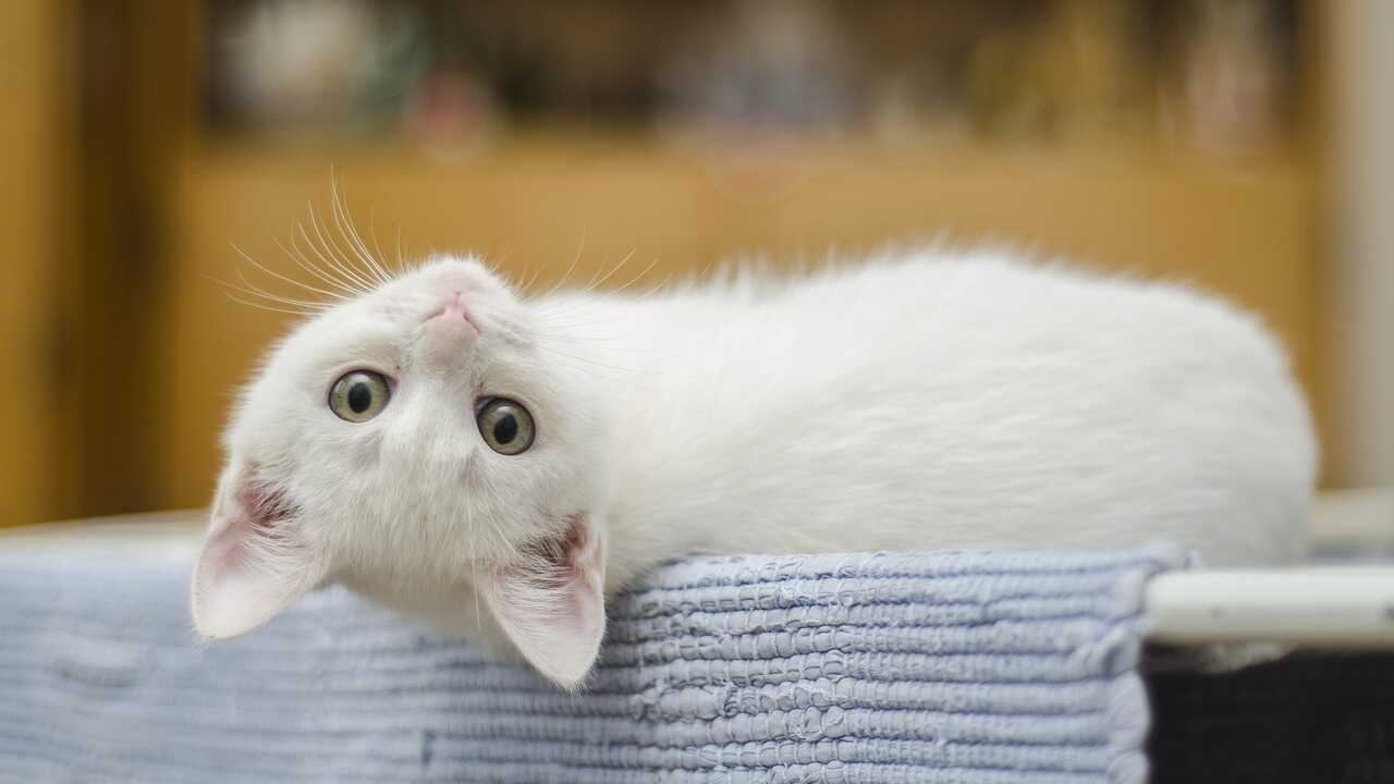 gato convivencia gato vaca