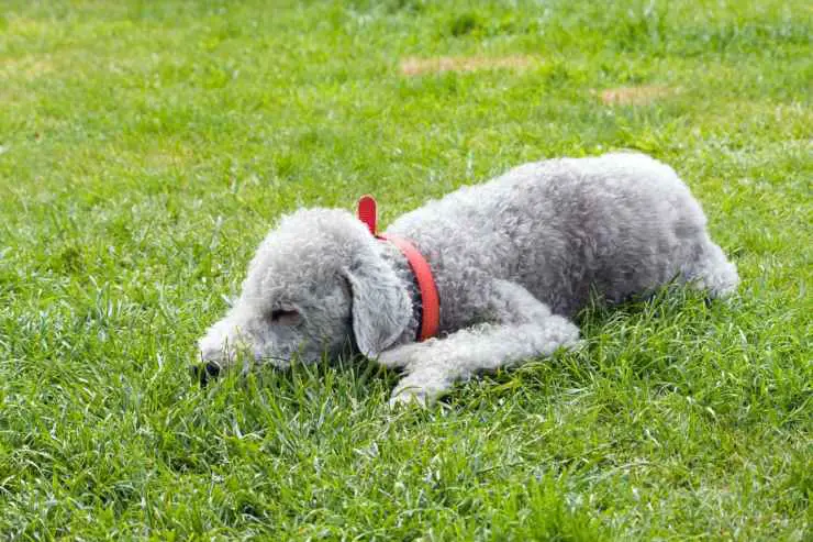 Alimentando al Bedlington Terrier