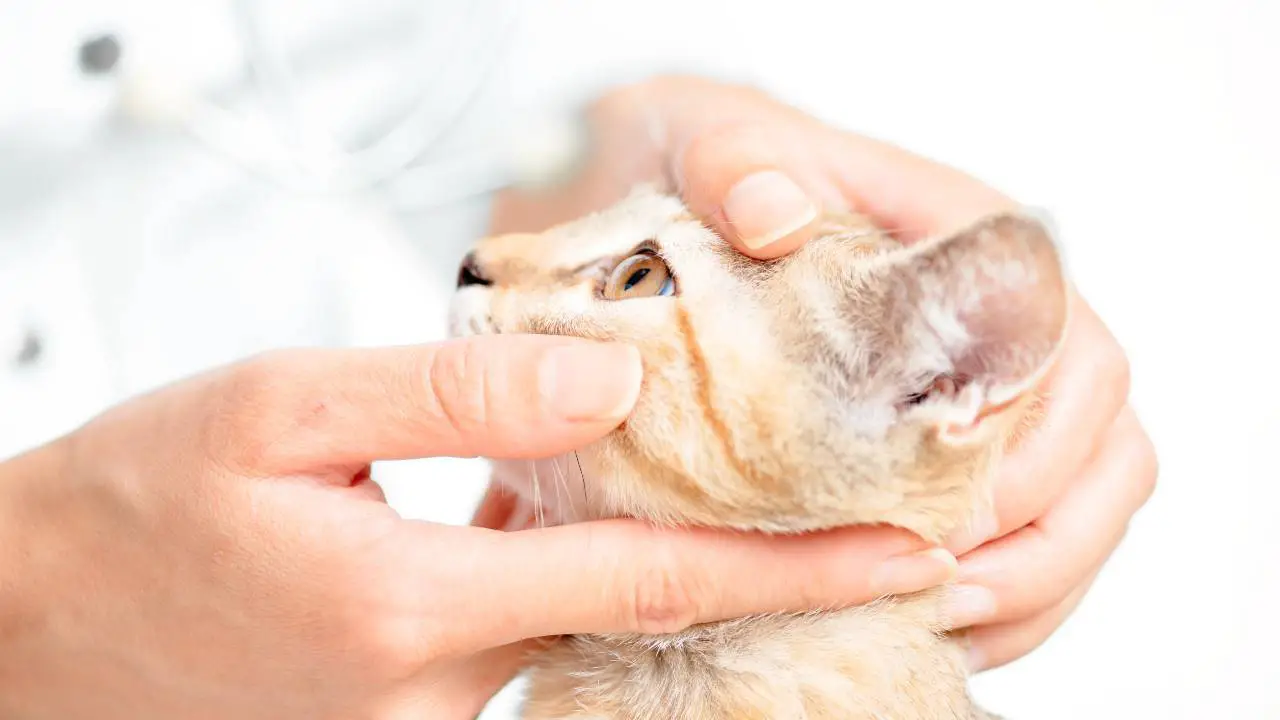 Veterinario visitando un ojo de gato Distrofia corneal en gatos