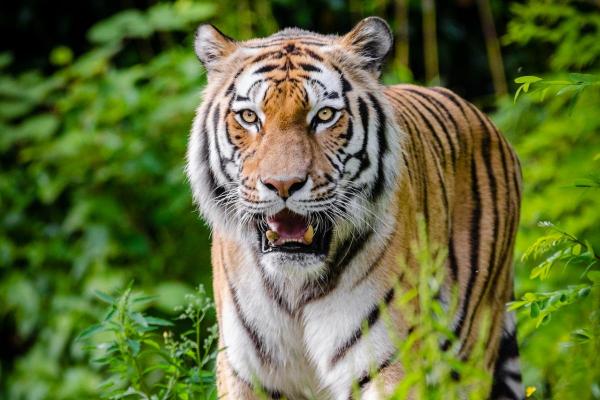 Donde vive el tigre
