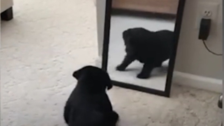 La sorpresa del perro (Foto video)