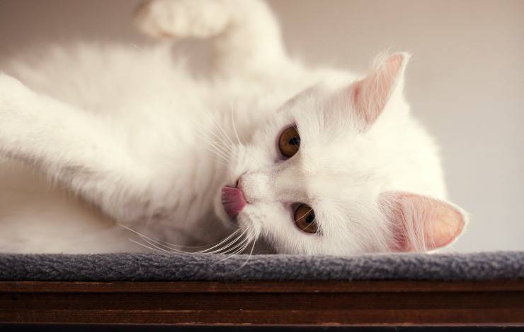 gato blanco