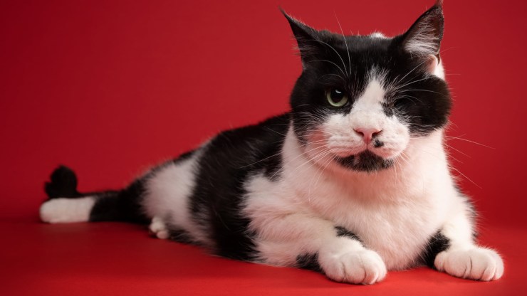 Bart Cat Resurrected Funeral New Life