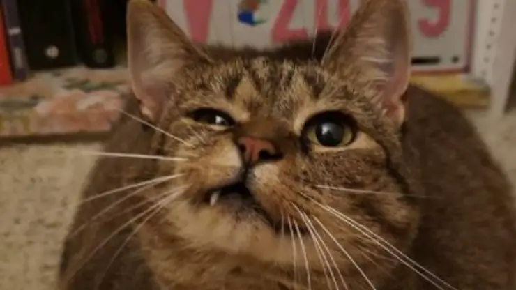 Hocico de gato Guiño asimétrico