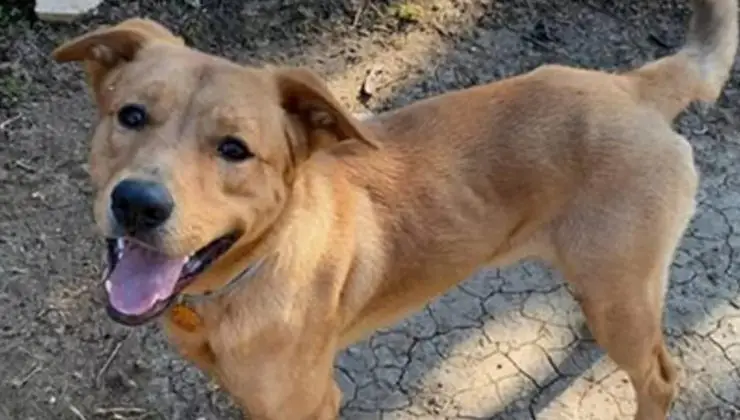 Pacho Dog comenzando una nueva vida