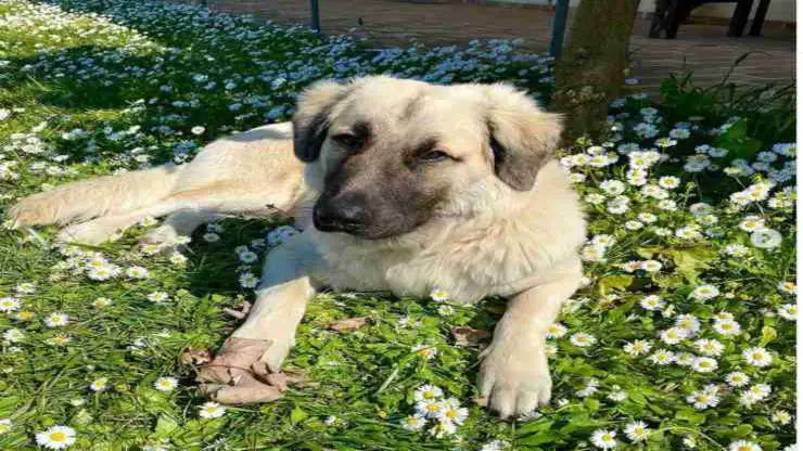 Cloud, el perro de Benedetta Rossi